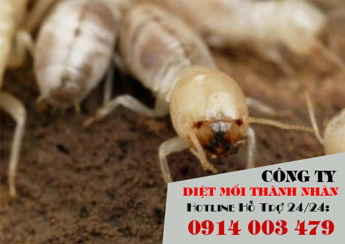 Diệt mối tận gốc uy tín Hải Dương